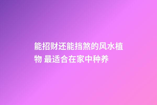 能招财还能挡煞的风水植物 最适合在家中种养